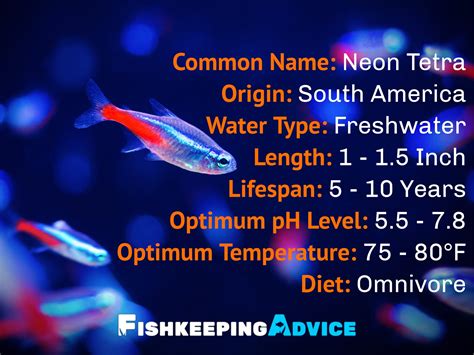 how to care for tetras.